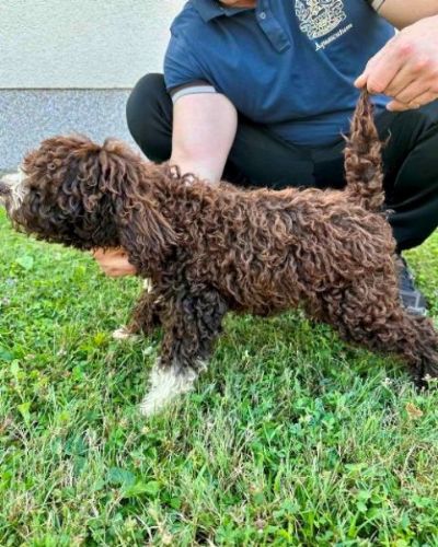 Lagotto Romagnolo, dostupni tenci